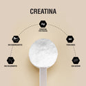 PADN Creatina Monohidratada Polvo 300g