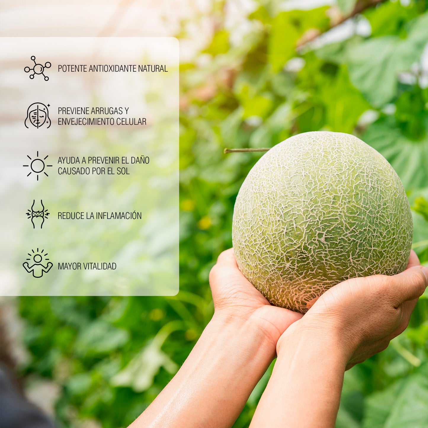 SOD+ Superóxido Dismutasa Antioxidante 60 Cápsulas PADN